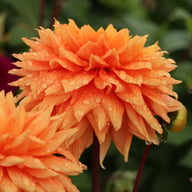 Salmonette Dahlia Knöl