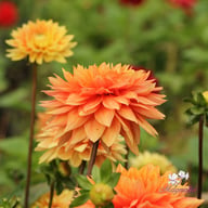 Salmonette Dahlia Knöl