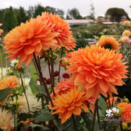 Salmonette Dahlia Knöl