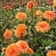 Salmonette Dahlia Knöl