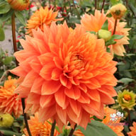 Salmonette Dahlia Knöl