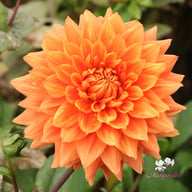 Salmonette Dahlia Knöl