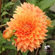 Salmonette Dahlia Knöl