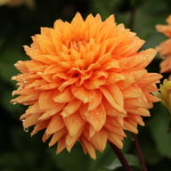 Salmonette Dahlia Knöl
