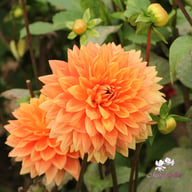 Salmonette Dahlia Knöl