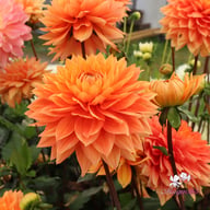 Salmonette Dahlia Knöl