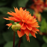 Salmonette Dahlia Knöl
