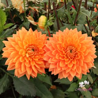 Salmonette Dahlia Knöl
