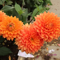 Salmonette Dahlia Knöl
