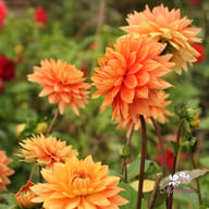 Salmonette Dahlia Knöl
