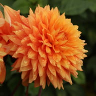 Salmonette Dahlia Knöl