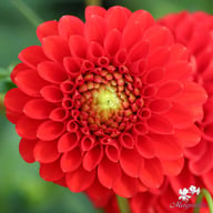 Salsa Dahlia Knöl