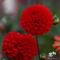 Salsa Dahlia Knöl