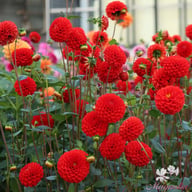 Salsa Dahlia Knöl