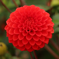 Salsa Dahlia Tuber