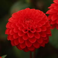 Salsa Dahlia Tuber