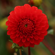 Salsa Dahlia Tuber
