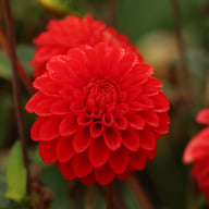 Salsa Dahlia Tuber