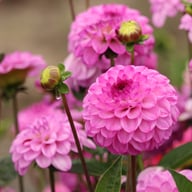 Salvation Dahlia Tuber