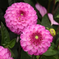 Salvation Dahlia Tuber