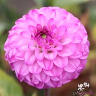 Salvation Dahlia Tuber