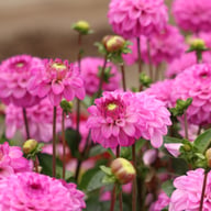 Salvation Dahlia Tuber