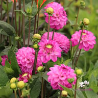 Salvation Dahlia Tuber