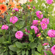 Salvation Dahlia Tuber