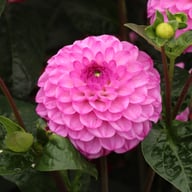 Salvation Dahlia Tuber
