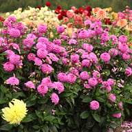 Salvation Dahlia Tuber
