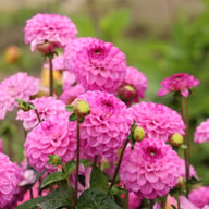 Salvation Dahlia Tuber