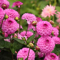 Salvation Dahlia Tuber