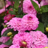 Salvation Dahlia Tuber