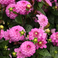 Salvation Dahlia Tuber