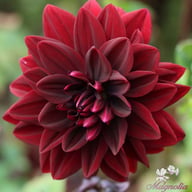 Sam Hopkins Dahlia Knöl