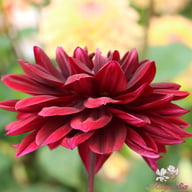 Sam Hopkins Dahlia Knöl