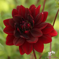 Sam Hopkins Dahlia Knöl
