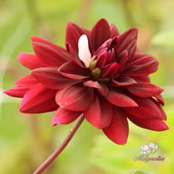 Sam Hopkins Dahlia Knöl