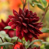 Sam Hopkins Dahlia Knöl