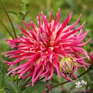 Samourai Dahlia Tuber