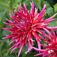 Samourai Dahlia Tuber
