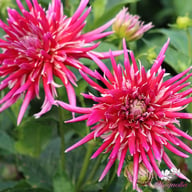 Samourai Dahlia Tuber