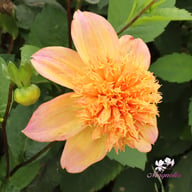 Sandia Brocade Dahlia Tuber