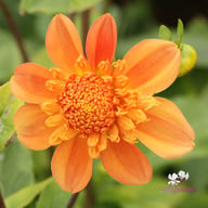 Sandia Brocade Dahlia Tuber