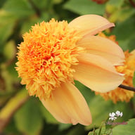 Sandia Brocade Dahlia Tuber
