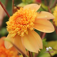 Sandia Brocade Dahlia Tuber