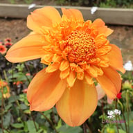 Sandia Brocade Dahlia Tuber