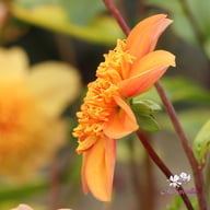 Sandia Brocade Dahlia Tuber