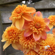 Sandia Brocade Dahlia Tuber