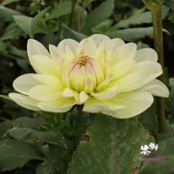 Sandia Serenity Dahlia Tuber